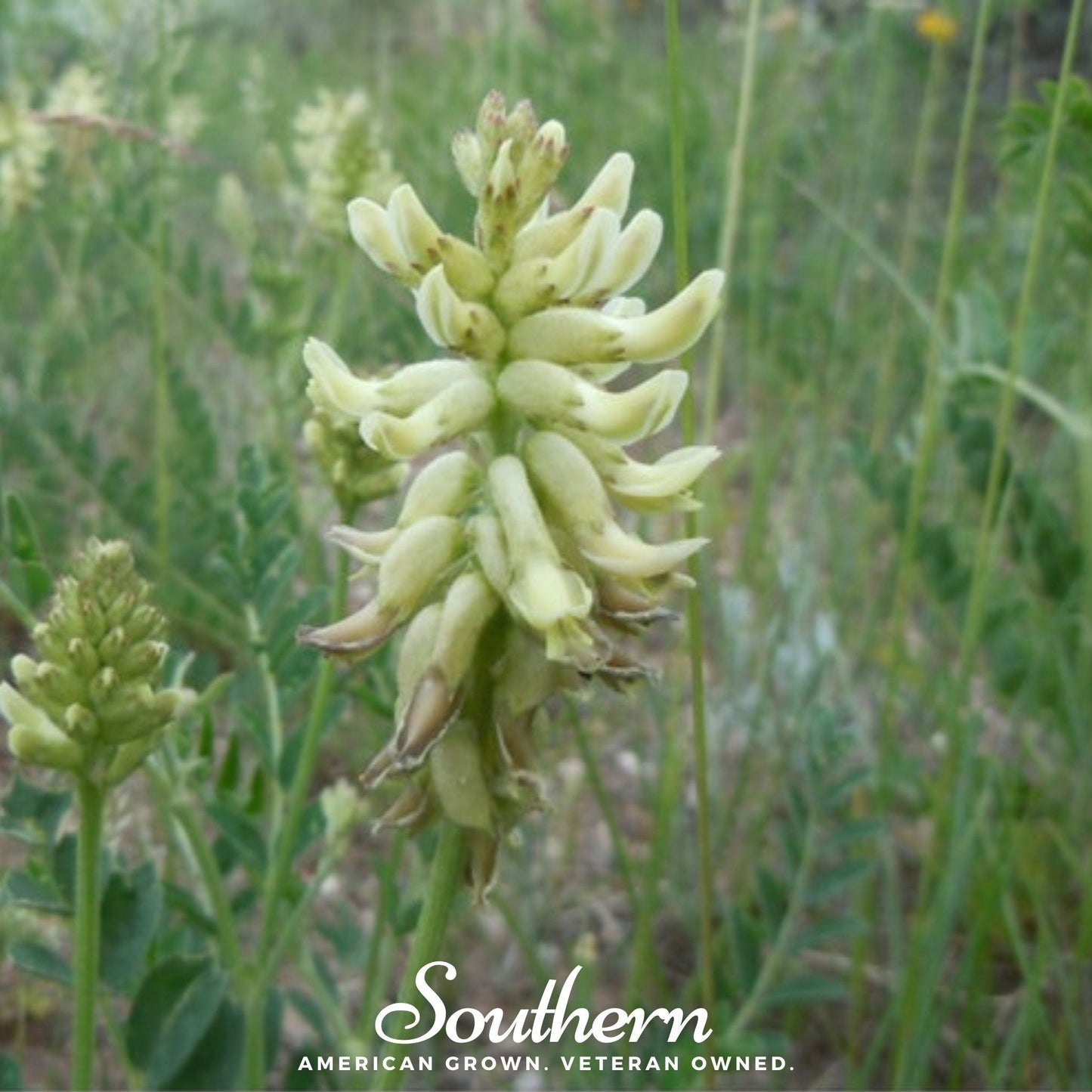 Canadian Milk Vetch – 50 Seeds